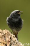 Black Redstart (Phoenicurus ochruros)