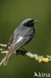 Black Redstart (Phoenicurus ochruros)