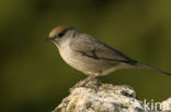 Blackcap (Sylvia atricapilla)