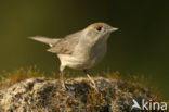 Blackcap (Sylvia atricapilla)