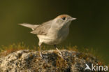 Zwartkop (Sylvia atricapilla)