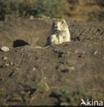 Black-tailed Prairie Dog (Cynomys ludovicianus)
