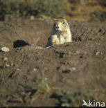 Zwartstaartprairiehond (Cynomys ludovicianus)