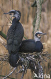 Aalscholver (Phalacrocorax carbo)