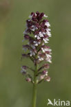 Burnt Orchid (Neotinea ustulata)