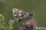 Grizzled Skipper (Pyrgus malvae)