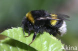Buff-tailed bumblebee (Bombus terrestris)