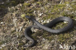 Adder (Vipera berus) 