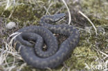 Common Viper (Vipera berus)
