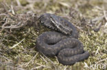 Adder (Vipera berus) 