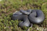 Common Viper (Vipera berus)