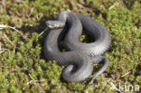 Common Viper (Vipera berus)