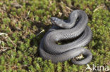 Common Viper (Vipera berus)