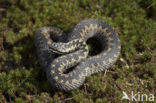Common Viper (Vipera berus)