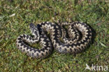 Common Viper (Vipera berus)