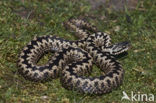 Common Viper (Vipera berus)