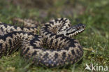 Common Viper (Vipera berus)
