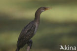 Long-tailed Cormorant (Phalacrocorax africanus)