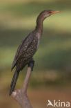 Long-tailed Cormorant (Phalacrocorax africanus)