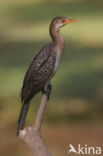 Long-tailed Cormorant (Phalacrocorax africanus)