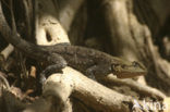 Red-headed Rock Agama (Agama agama)