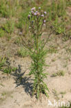 Akkerdistel (Cirsium arvense)
