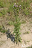 Creeping Thistle (Cirsium arvense)
