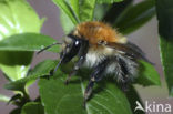 Akkerhommel (Bombus pascuorum)