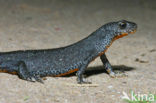 Alpenwatersalamander