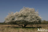 Amerikaans krentenboompje (Amelanchier lamarckii)