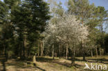 Juneberry (Amelanchier lamarckii)