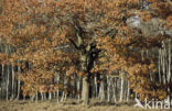 Amerikaanse eik (Quercus rubra)