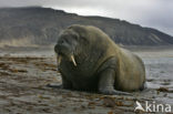 Atlantische walrus (Odobenus rosmarus rosmarus)