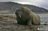 Atlantic walrus (Odobenus rosmarus rosmarus)