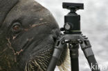 Atlantische walrus (Odobenus rosmarus rosmarus)