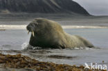 Atlantische walrus (Odobenus rosmarus rosmarus)