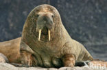 Atlantische walrus (Odobenus rosmarus rosmarus)