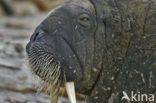 Atlantische walrus (Odobenus rosmarus rosmarus)