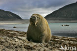 Atlantische walrus (Odobenus rosmarus rosmarus)