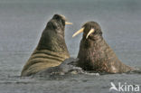 Atlantische walrus (Odobenus rosmarus rosmarus)