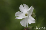 Avondkoekoeksbloem (Silene latifolia subsp. alba)