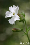 Avondkoekoeksbloem (Silene latifolia subsp. alba)