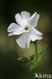 Avondkoekoeksbloem (Silene latifolia subsp. alba)