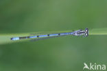 Azuurwaterjuffer (Coenagrion puella)