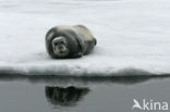 Bearded Seal (Erignathus barbatus)