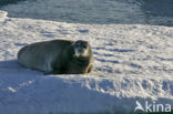 Bearded Seal (Erignathus barbatus)