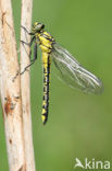 Beekrombout (Gomphus vulgatissimus) 