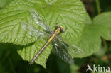 Club-tailed Dragonfly (Gomphus vulgatissimus)