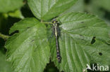 Beekrombout (Gomphus vulgatissimus) 