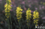 Bog Asphodel (Narthecium ossifragum)
